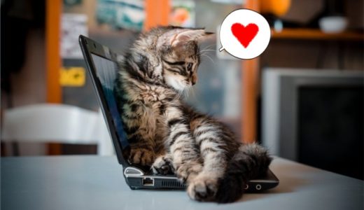 猫がパソコンの上に乗って邪魔する理由はなぜ？3つの理由と対策法