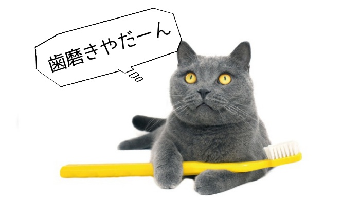 猫,歯磨き