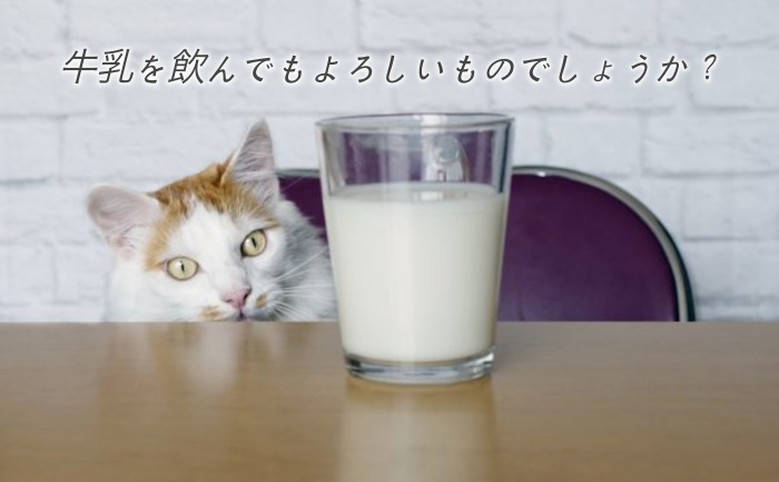 猫,牛乳