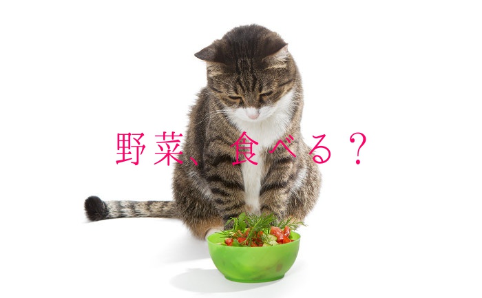 猫,野菜