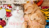 猫の日イベント2019関西(大阪・神戸)まとめ