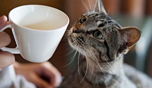 【2019年最新】東京都内の保護猫カフェおすすめ20選！