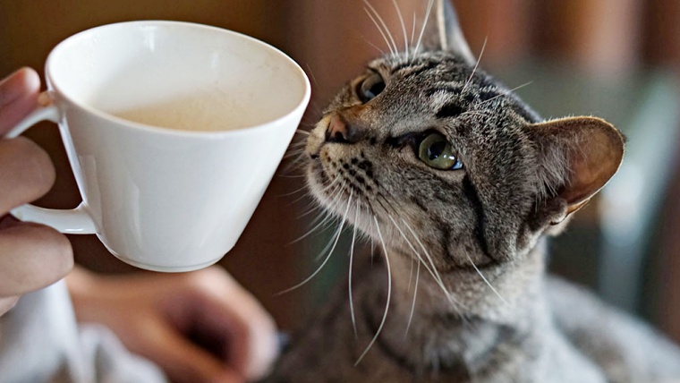 東京都内の保護猫カフェ2019