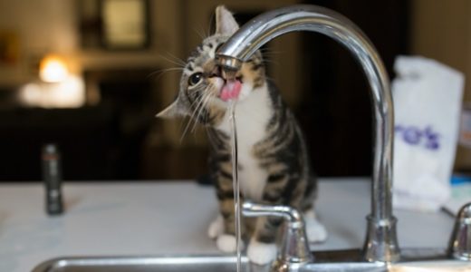 猫の飲み水は水道水・浄水器・ペットボトル(ミネラルウォーター)どれがいい？