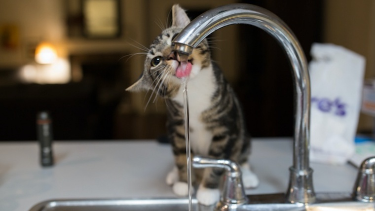 猫の飲み水