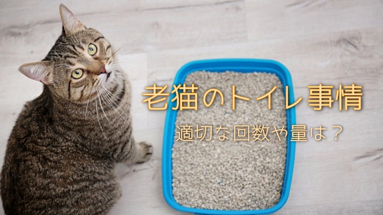 老猫のトイレの適切な回数や量は はみ出す失敗の原因と対策法を解説 Motto Cat