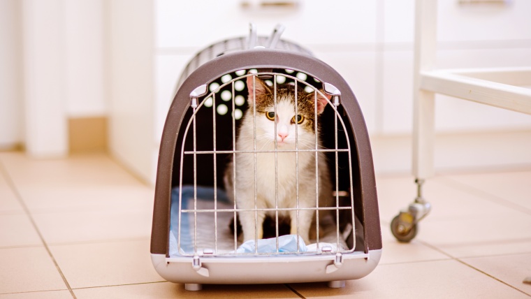 条件 保健所 猫 引き取り 保健所にいる猫の引き取り方と注意すべきこと