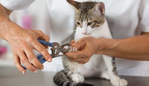 猫の爪切りは病院でできる？値段や頻度・麻酔の可否について解説