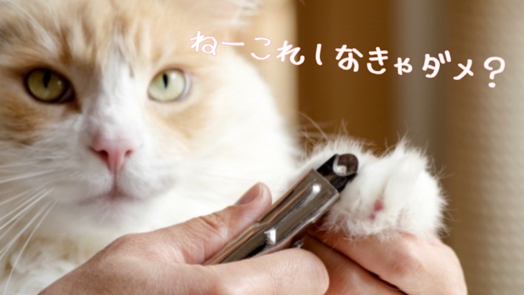 猫の爪切りの適切な頻度と必要性 後ろ足や爪とぎする場合は不要 Motto Cat
